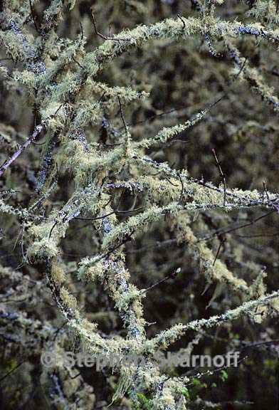 willamette valley lichens 6 graphic