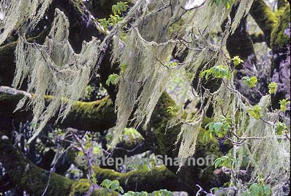 ramalina on oak 4 graphic