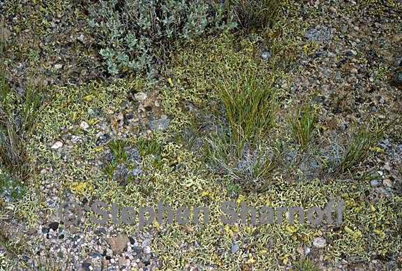 vagrant lichens 7 graphic