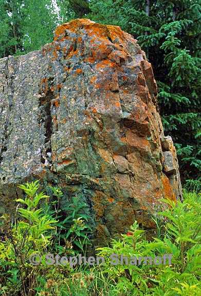 lichen rocks ontario graphic