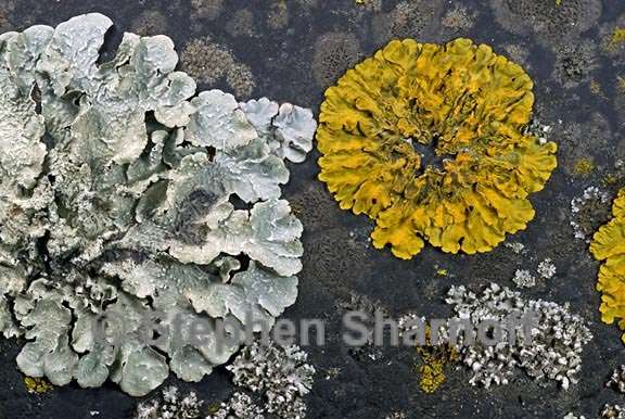 lichens on datsun graphic