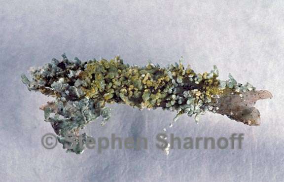 pd test cladonia beaumontii  graphic