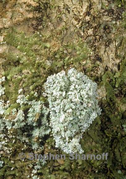 lichens wildlife 16graphic