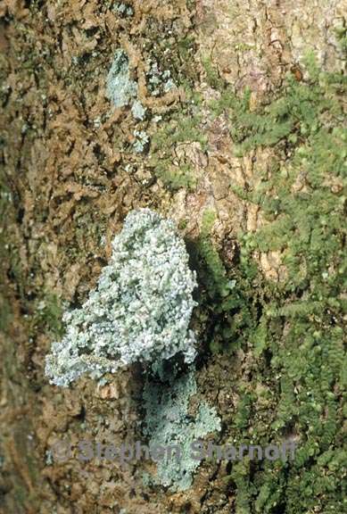 lichens wildlife 17 graphic