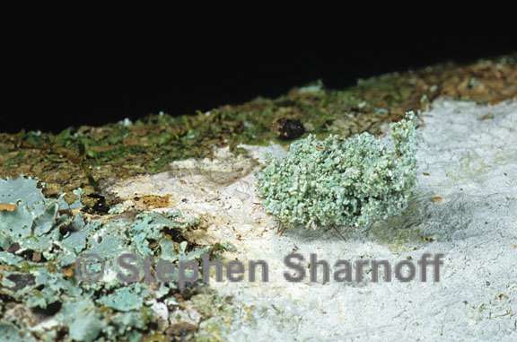 lichens wildlife 18 graphic