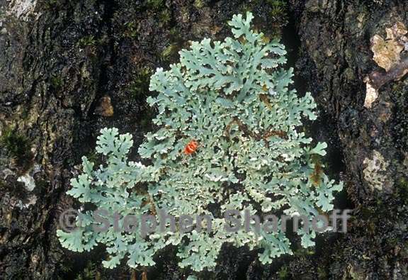 lichens wildlife 6 graphic
