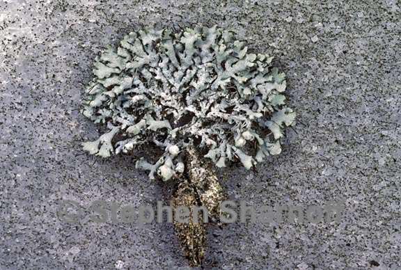 lichens wildlife 20 graphic
