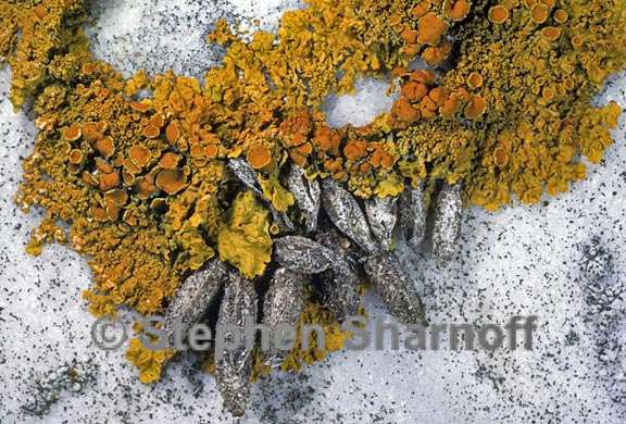 lichens wildlife 19 graphic