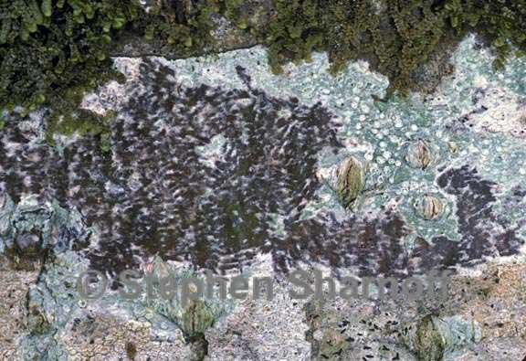 lichens wildlife 7 graphic