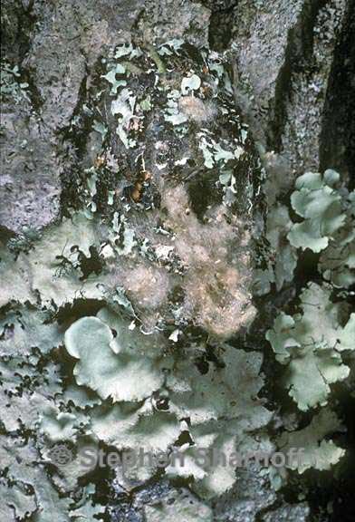 lichens wildlife 21 graphic