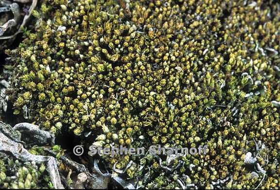 bryum argenteum graphic