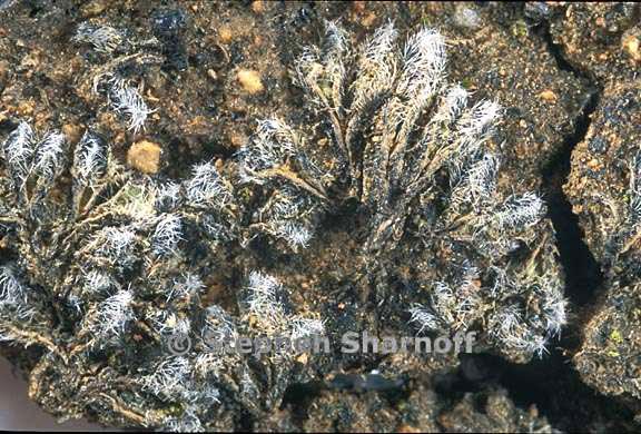 riccia trichocarpa graphic