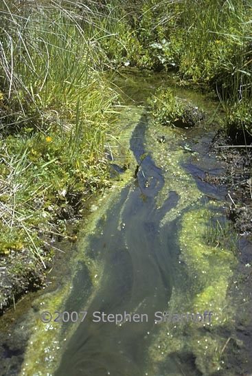 algae stream graphic