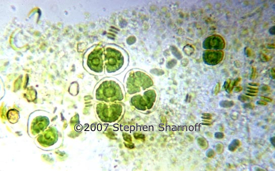 algal cells 1 graphic