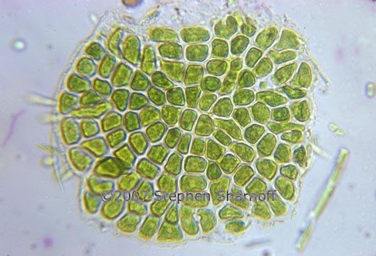 pediastrum cells algae graphic