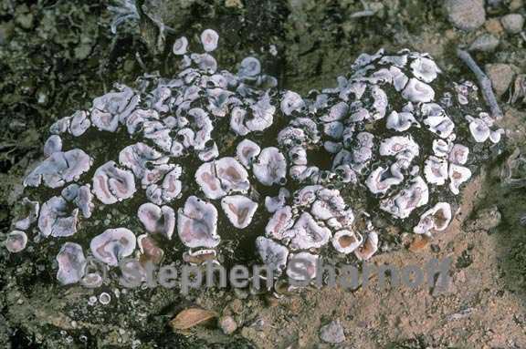 psora crenata graphic