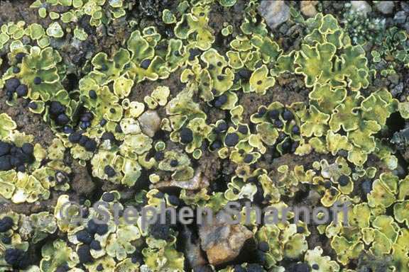 psora icterica graphic