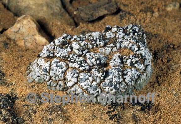 toninia sedifolia graphic