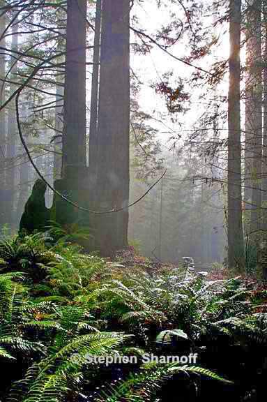 forest sherwood 8 graphic