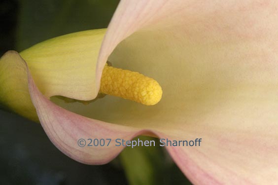 cala lily 2 graphic