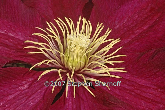 clematis 2 graphic