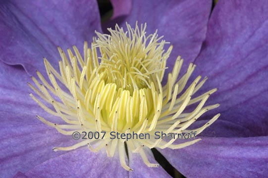 clematis 5 graphic