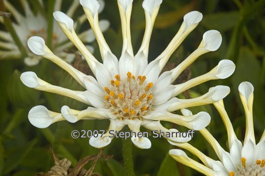 flower 18 white grahic