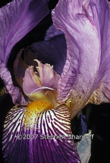 purple iris 1 graphic