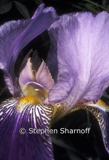 purple iris 2 graphic