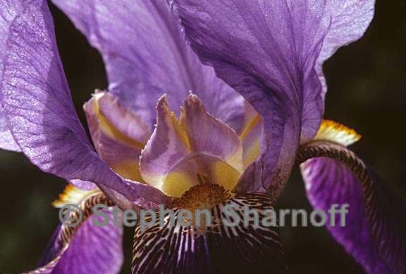 purple iris 3 graphic