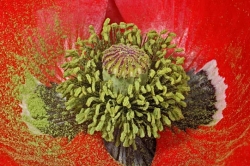 papaver thumbnail graphic