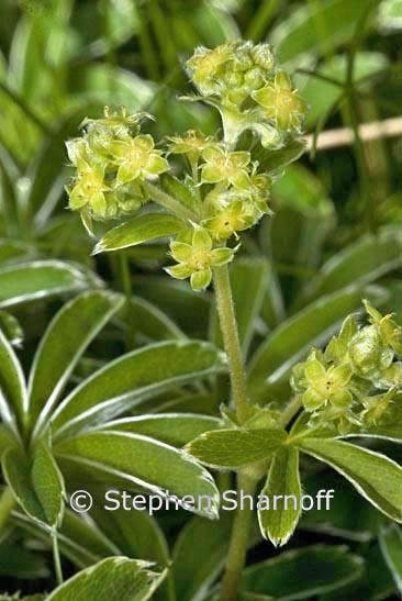 alchemilla alpina graphic