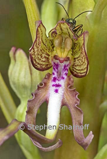 himantoglossum hirsinum bug