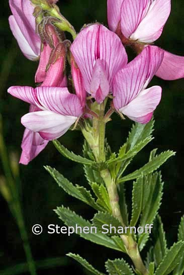 ononis woody graphic