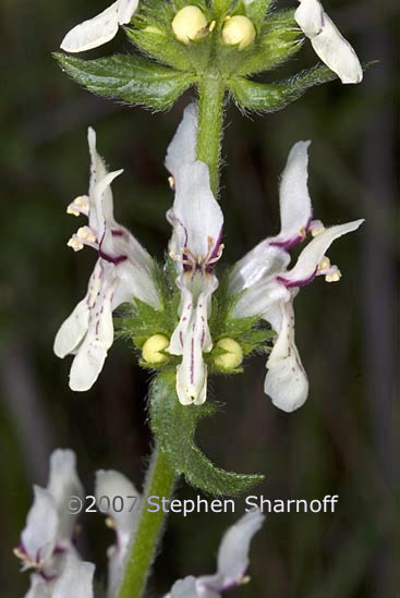 stachys recta graphic