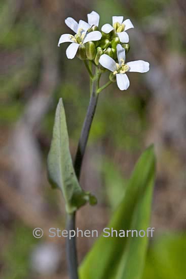 unknown white graphic
