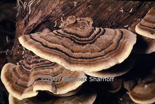 bracket fungus 1 graphic