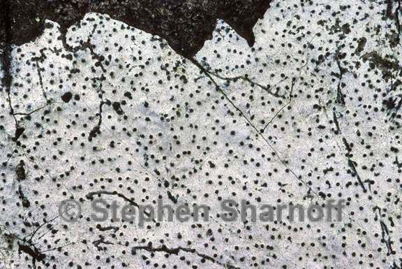 fungus 1571 36 graphic