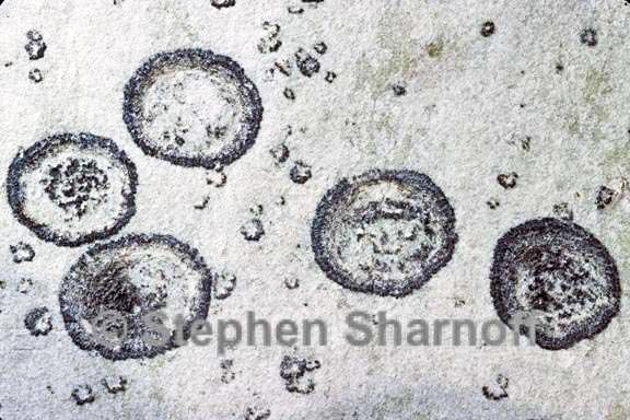 fungus 1633 11 graphic