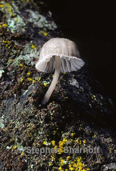 white mushroom graphic