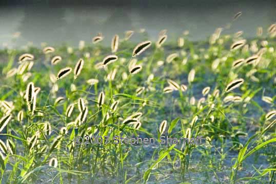 backlit grasses 1 graphic