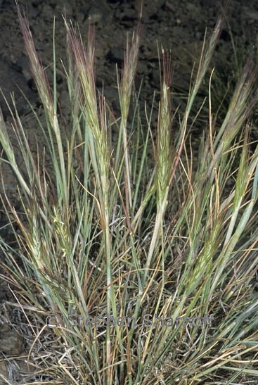 elymus elymoides graphic