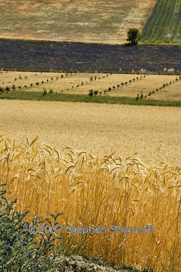 fields wheate st michel graphic