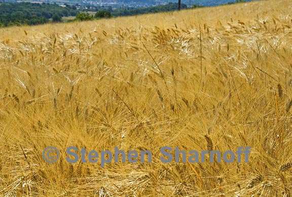 grainfield 2 graphic