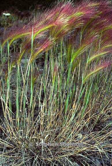 grass bc north 1 graphic