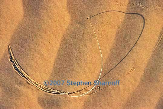 grass sahara graphic