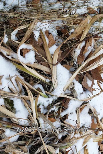 grass snow 2 graphic