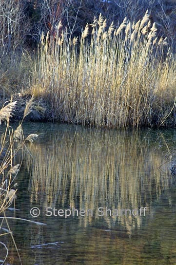 grasses stream 1 graphic