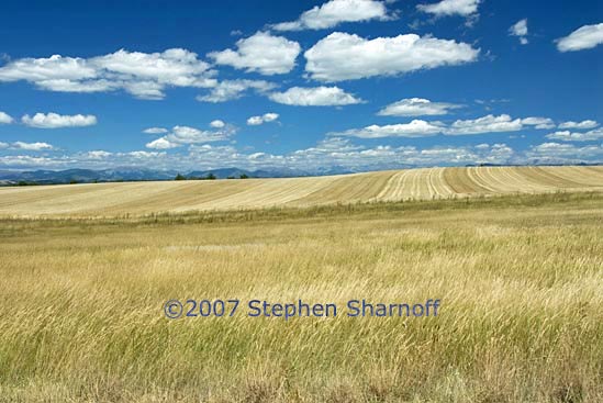 plateau valensole graphic