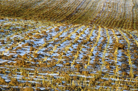 stubble and snow graphic
